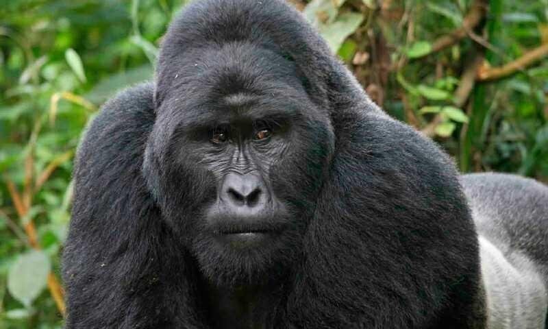 et-quis-aut-perspiciatis-eum-omnis-dolor-blanditiis