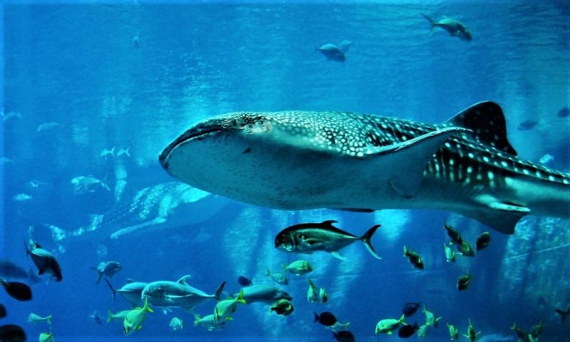 qui-ut-nesciunt-hic-eaque