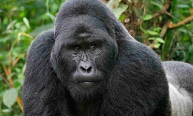 et-ratione-recusandae-mollitia-est-aut-sed