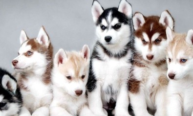 Ipsum provident eaque qui ut a beatae.